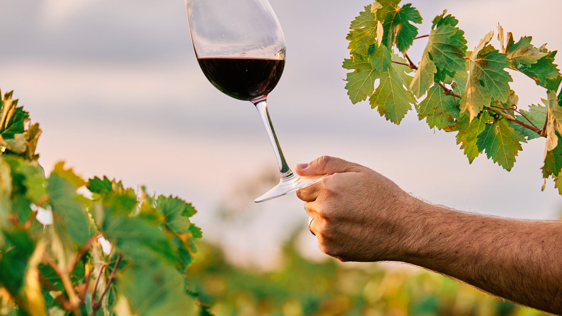 Pourquoi découvrir les vins de la Loire ?